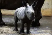 Zoo Osnabrück feiert männlichen Nashorn-Nachwuchs: Liam erkundet neugierig seine Welt