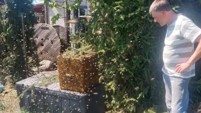 20.000 Bienen versetzen Familie in Angst – Imkerpräsident hilft