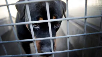 97 Hunde im Burgenlandkreis sichergestellt: Parasiten und kahle Stellen