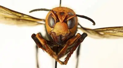 Asiatische Hornisse in Sachsen-Anhalt: Gefahr für Bienen und Menschen?