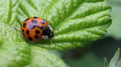 Asiatischer Marienkäfer erobert Sachsen-Anhalt: Gefahr für heimische Arten?