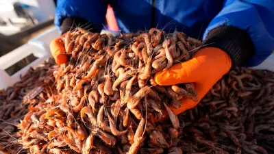 Bund zahlt Abwrackprämie für Krabbenkutter: Brötchen bald teurer?