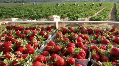 Erdbeersaison in Sachsen-Anhalt: Selbstpflückfelder und Tipps für die Ernte