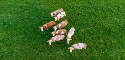 Erneuter Rinderdiebstahl in Brandenburg: 31 Tiere verschwunden