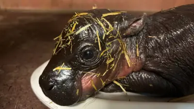 Erstes Video von Zwergflusspferd-Baby im Zoo Berlin verzaubert Fans