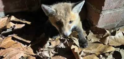 Fuchsbaby aus Düsseldorfer Kanal gerettet