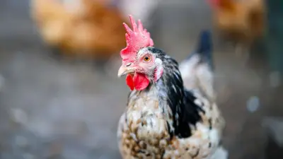 Geflügelpest in Kaeselow: Hühner und Enten getötet