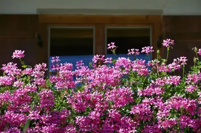 Geranien als Schnittblumen: So bleiben sie in der Vase lange frisch