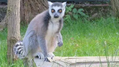Haffzoo Ueckermünde: Neues Tropenhaus und Tierbabys im Frühling