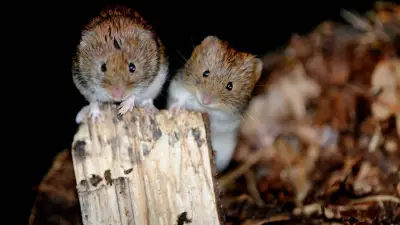 Hantavirus-Schutz: Nager effektiv bekämpfen und fernhalten