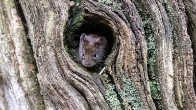 Hantavirus-Wellen in Deutschland: Rötelmaus und Baumfrüchte als Auslöser