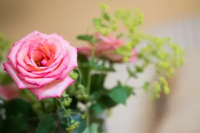 Hatschi! Diese Blumen sind tabu für Heuschnupfen-Geplagte