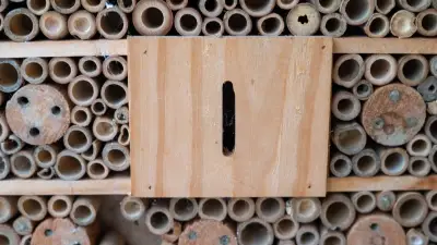 Insektenhotel bauen: Fünf typische Fehler vermeiden