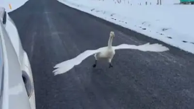 Island: Schwan liefert sich Rennen mit Auto auf Straße