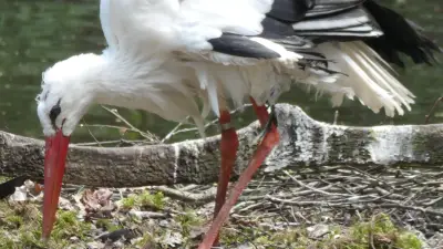 Ist „Glatze“ aus Güstrow der älteste Weißstorch Deutschlands?
