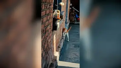 Katze hinterlässt Pfotenabdrücke in frischem Zement