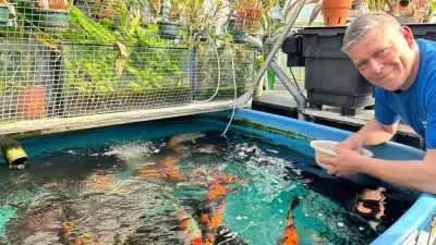 Koi-Experte aus Augsdorf holt seltene Aragoke-Fische aus Japan