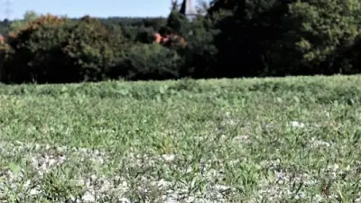 Kreidebergbau in MV: Weiße Hügel im Naturpark Nossentin