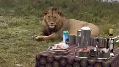 Löwenrudel überrascht Safari-Gäste beim Kaffeekränzchen in Südafrika