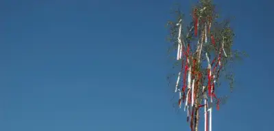 Maibaum-Tradition: Verehrer müssen den Baum bewachen, sonst wird er geklaut