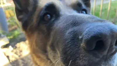 Mein dementer Hund: Wenn der alte Freund zum Sturkopf wird