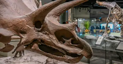 Millionenschwerer Dino-Schädel: Zoll Garching fertigt seltene Fracht ab