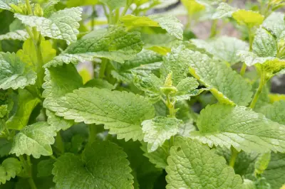Minze vor der Blüte ernten für intensivstes Aroma