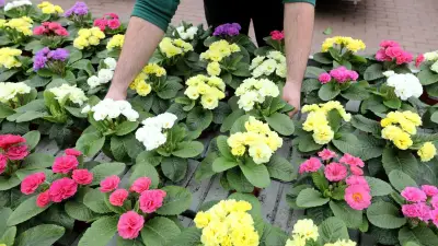 Nach Buga-Absage: Rostock startet Blumen-Patenprogramm