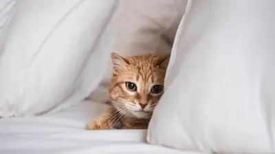 Nächtliche Blicke: Warum Ihre Katze Sie im Schlaf anstarrt