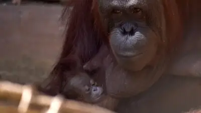 Orang-Utan-Baby im Zoo Fuengirola geboren – süße Kuschelmomente
