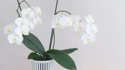 Orchidee zum Blühen bringen: Tipps für die zickige Zimmerpflanze