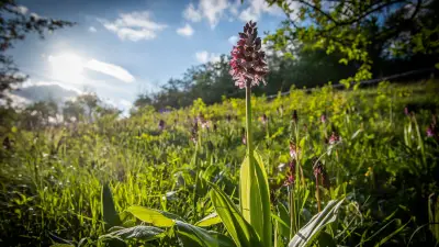 Orchideenfreude getrübt: Zustand des Pfades Tote Täler verärgert Naturfreunde