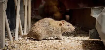 Ratten im Garten: So werden Sie die Nager effektiv los