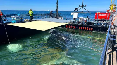 Rätsel um Ostsee-Wal: Experten befürchten Tod, Minister widerspricht