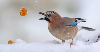 Schnee am Vatertag? Experte sagt kühles und regnerisches Wetter voraus