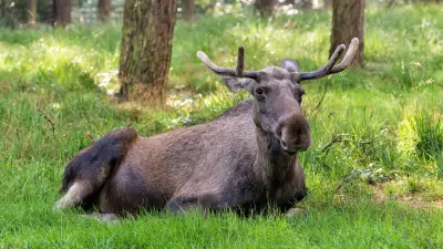 Schweden live: Millionen verfolgen Elch-Wanderung im TV-Stream