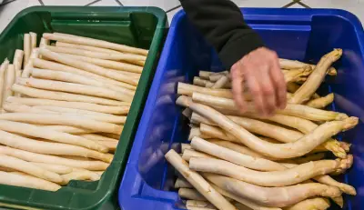 Spargelernte in Beelitz im April 20 Prozent unter Vorjahr