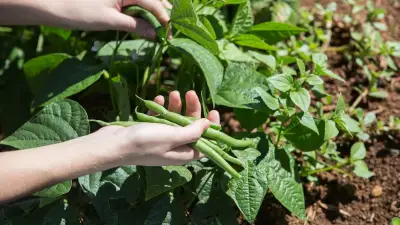 Stangenbohnen-Anbau: Diese Anfängerfehler vermeiden