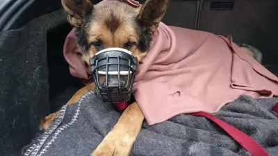 Streit um kranken Schäferhund: Tierheim erteilt Hausverbot