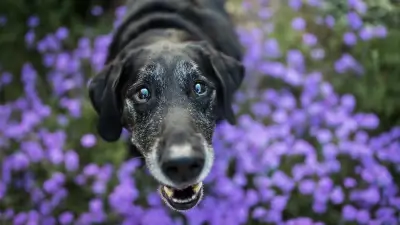 Studie: So beugen Sie Hundedemenz durch Aktivität vor