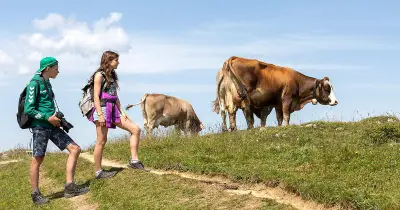 Tödliche Kuh-Attacke in Tirol: So verhalten sich Wanderer richtig