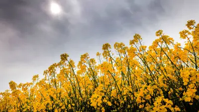 Temperatursturz um 20 Grad: Eisheilige kommen früher