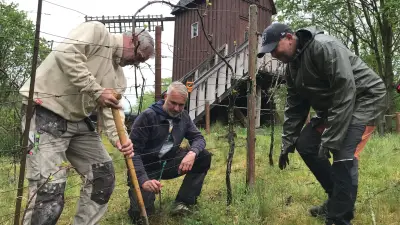 Tierpark in Ueckermünde: Weinberg wieder vollständig und neuer Rosé 'Wolfsblut'