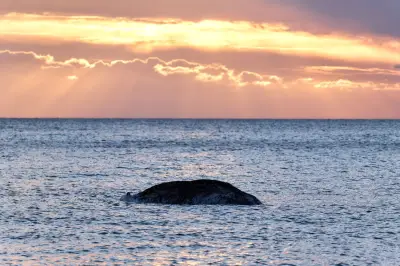 Tierärztin untersucht toten Wal vor dänischer Insel Anholt