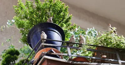 Tipps für einen vogelfreundlichen Balkon in der Stadt