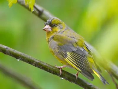 Vögel zählen im Garten: Nabu ruft zur Mitmachaktion in MV auf