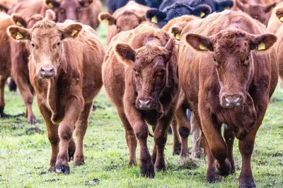 Viehdiebe in Südbrandenburg: Dritter Rinderdiebstahl in wenigen Wochen