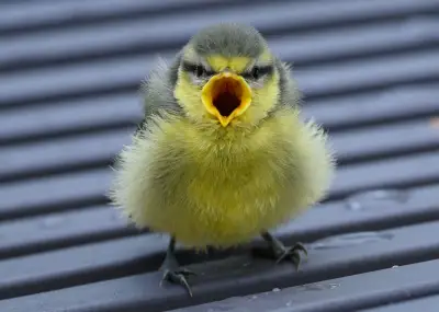 Vogelküken im Frühling: Wann junge Wildtiere Hilfe brauchen