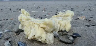 Weiße Paraffinklumpen an Nordseestränden angespült