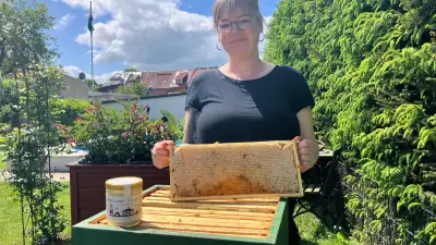 Weltbienentag: Imker in Sorge um Honigbienen durch invasive Hornisse